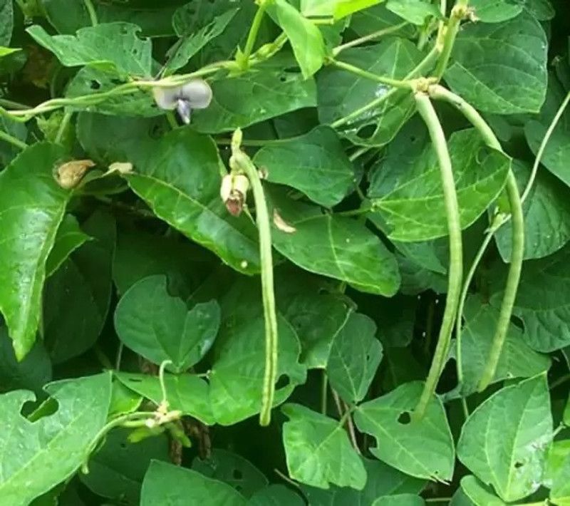Aro Cowpea, Lobia Seed  (24 per packet)