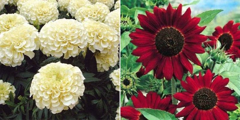 xcentax Marigold White & sunflower red Seed  (20 per packet)