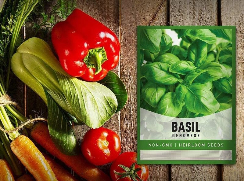 VibeX ® XLR-86 Basil Genovese Ocimum Basilicum Seed  (1000 per packet)