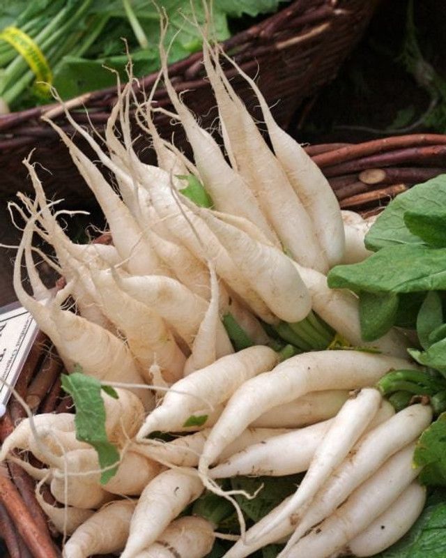 Xesas Radish Seed  (40 per packet)