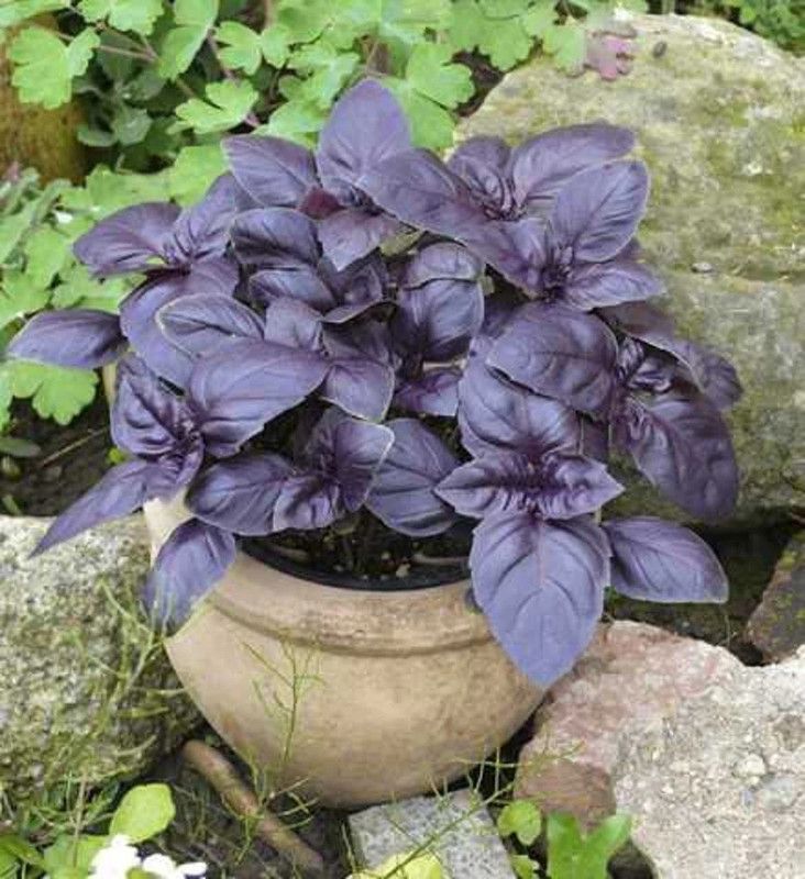 ONUS Seeds Herb Basil Red Ruby Rare Natural Seed  (250 per packet)