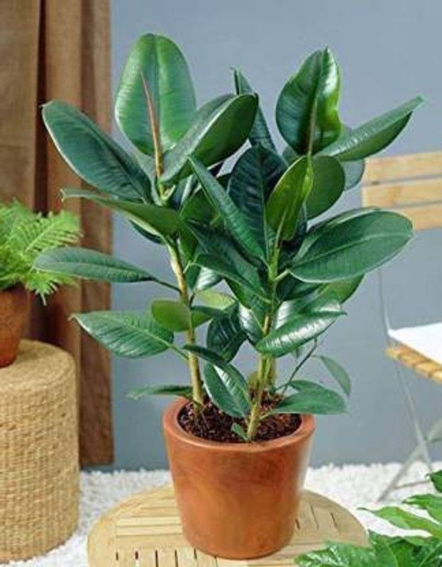 greengrow Rubber Tree  (Pack of 1)