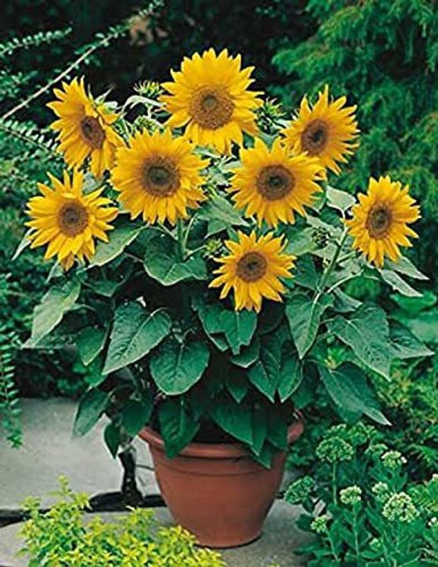 KANAYA Sunflower Flower Seeds For Home Gardening Seed  (13 per packet)