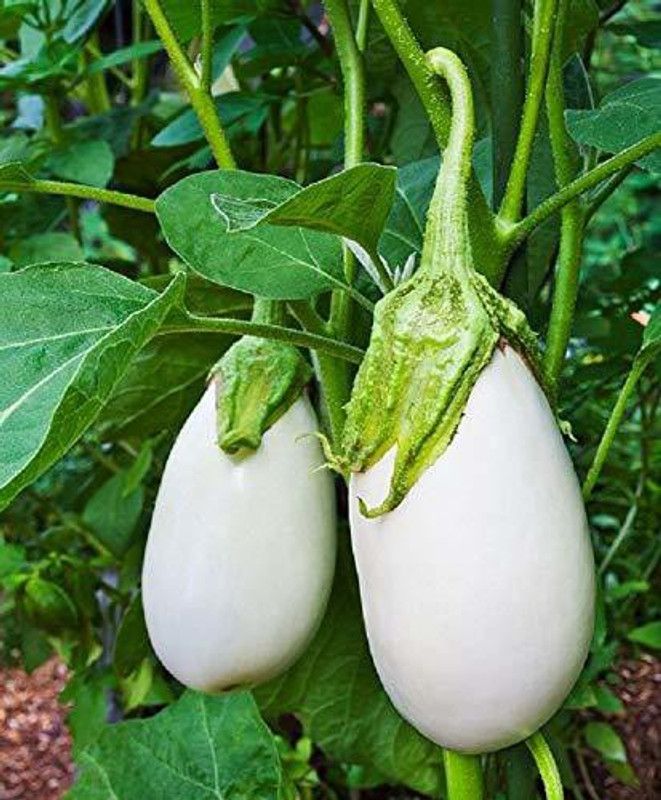 Greenly Brinjal White Seed  (37 per packet)