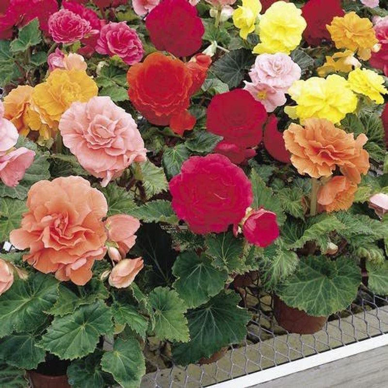CYBEXIS Begonia Mixed Flower seeds Seed  (25 per packet)