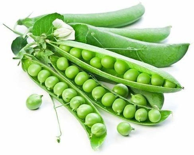 KANAYA Pea Seed  (850 per packet)
