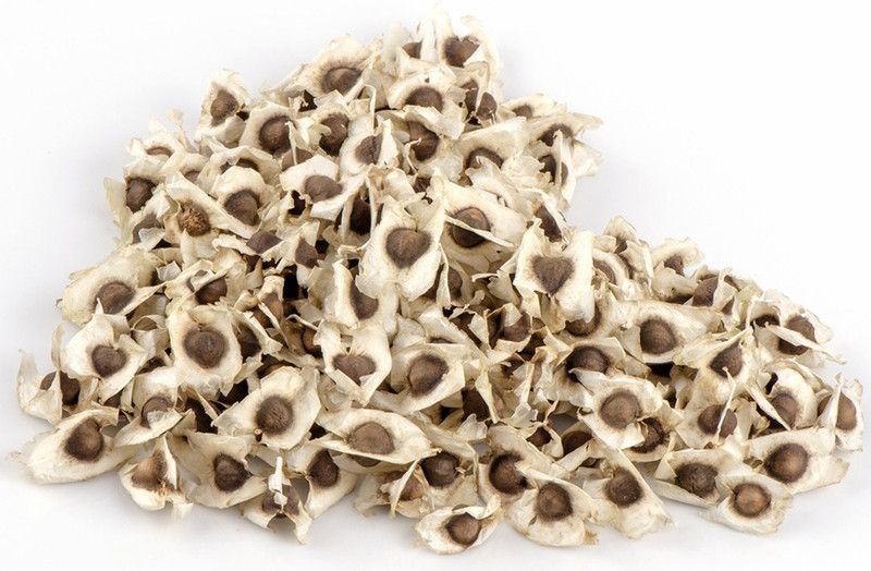 Green World MORINGA / DRUMSTICK / SAIJAN SEEDS PKM 1 VARIETY ( 50 GMS SEEDS ) Seed  (50 per packet)