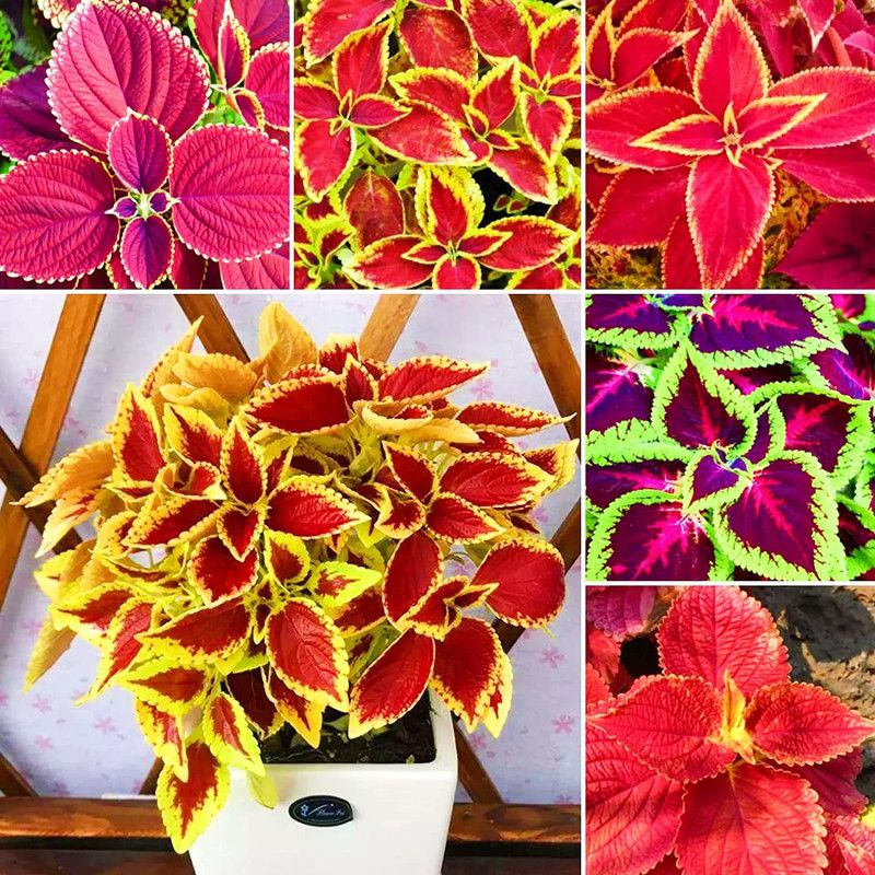 CYBEXIS Flower Seeds Coleus Plants Seed  (100 per packet)