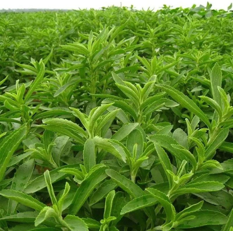 WILLVINE Stevia seeds for Cultivation Seed  (500 per packet)