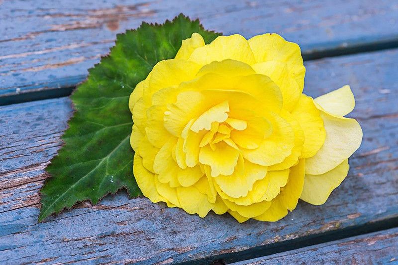 CYBEXIS Begonia Mocha Yellow Seed  (25 per packet)