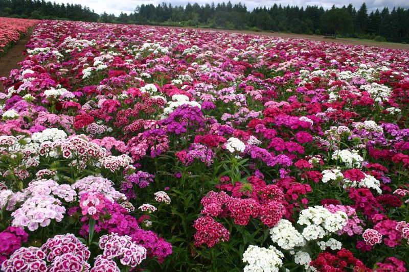 XOLDA Hybrid Sweet William Seed  (64 per packet)