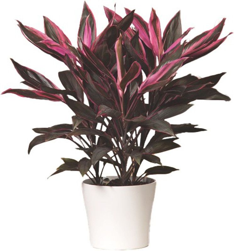 go4plants Dracaena Plant  (Hybrid, Pack of 1)