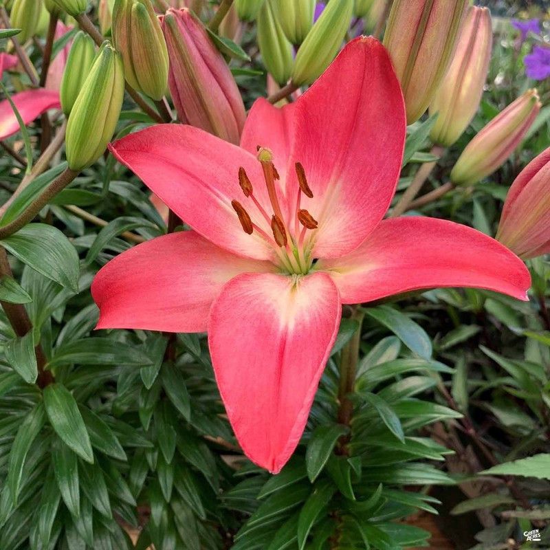 FERNSFLY® IMP. Asiatic Lily Fluorescent Flower Bulbs Winter Flower Home Garden Planting Bulbs Terrace Balcony (Pack of 7 Pink Asiatic Lily) Seed  (7 per packet)