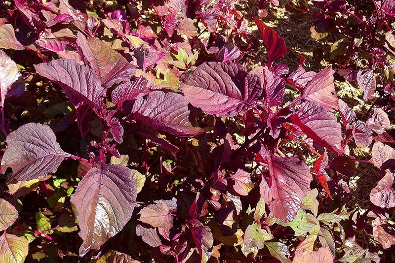 WILLVINE Spinach Red Seed  (500 per packet)