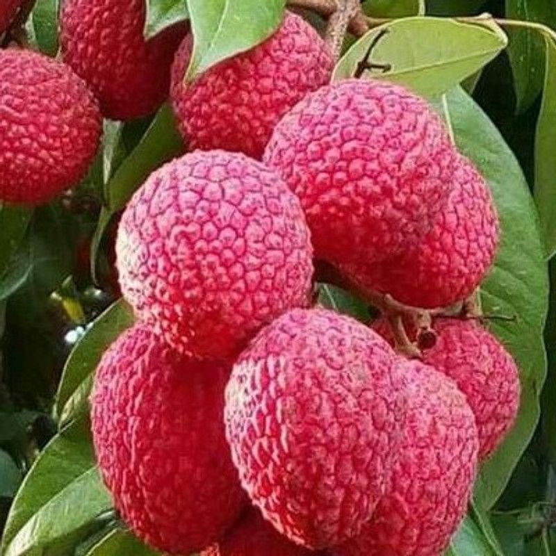 PlantsKingdom Litchi Plant  (Hybrid, Pack of 1)