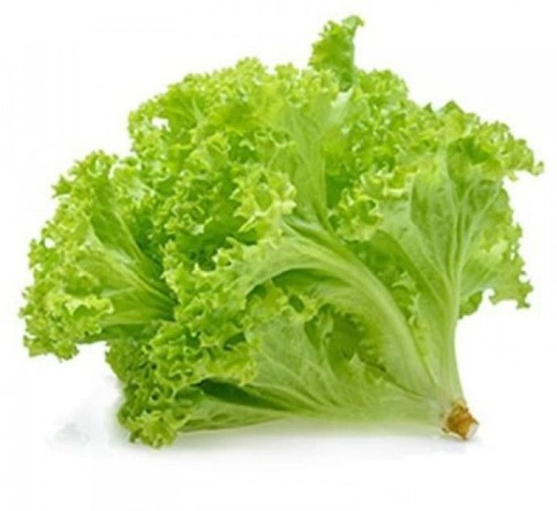 Paudha Lettuce Curly Hybrid Seed  (10 per packet)