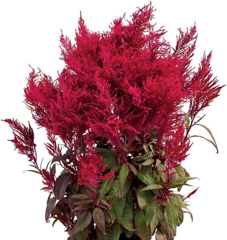 CYBEXIS Dragon's Breath Celosia Seeds - Celosia Flower Seeds Seed  (50 per packet)