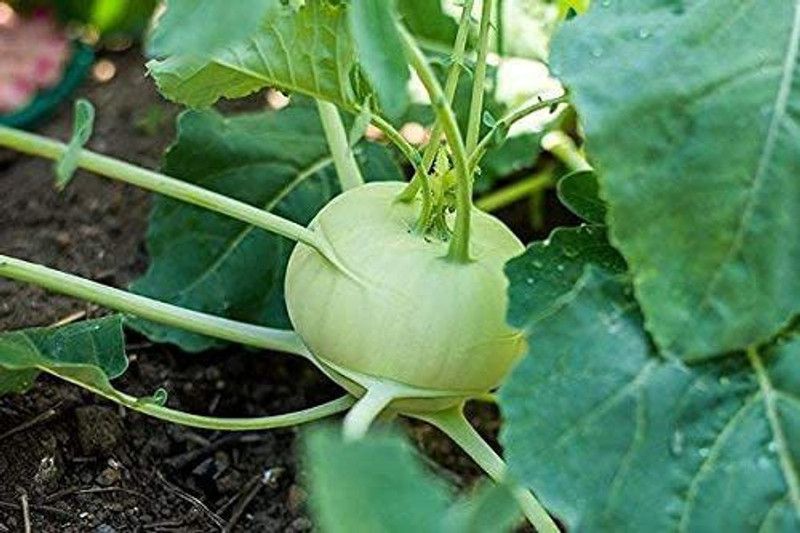 KANAYA Knol Khol Vegetable Fresh Hybrid Seed  (40 per packet)