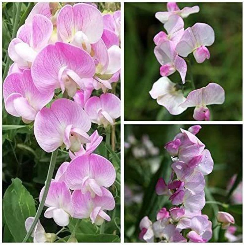 CYBEXIS Pink Pearl Seeds. Pink Perennial Sweet Peas Seed  (1 g)