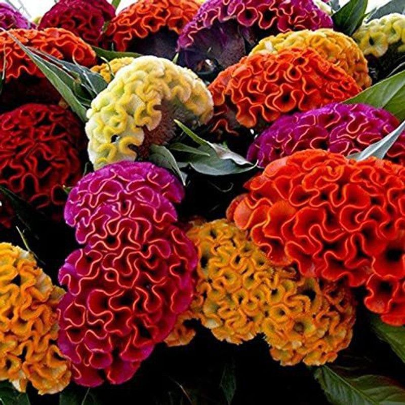 CYBEXIS Celosia Plumosa Flower Seeds Mix Color Ornamental Seed  (1 g)