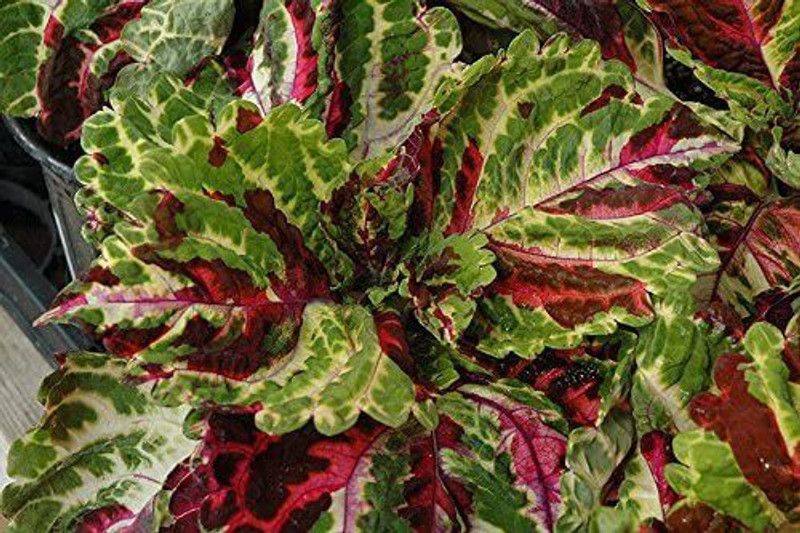 CYBEXIS Coleus Wizard Mosaic,Annual Flowers Seed Seed  (100 per packet)