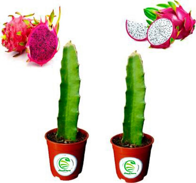 Zyloco Dragon Tree  (Hybrid, Pack of 2)