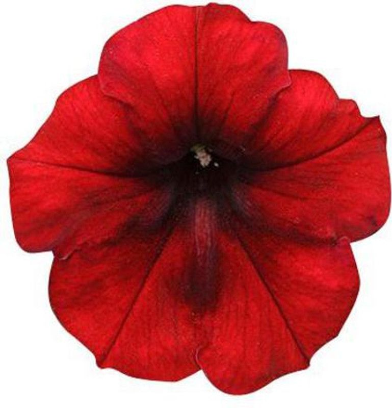 CYBEXIS Star Petunia Flower Seeds - Deep Red Seed  (1 g)