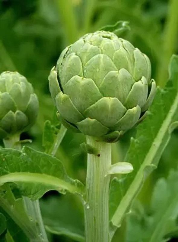 Aro Artichoke Seed  (48 per packet)