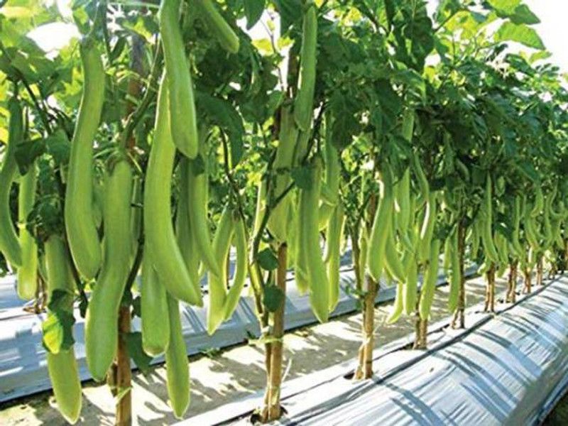 Chalisa Green Long Brinjal, Brinjal Seed  (105 per packet)
