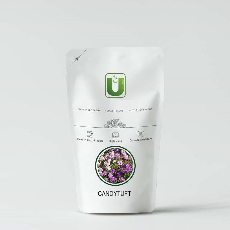 VibeX Candytuft Fairy Mixed Seed  (5 per packet)