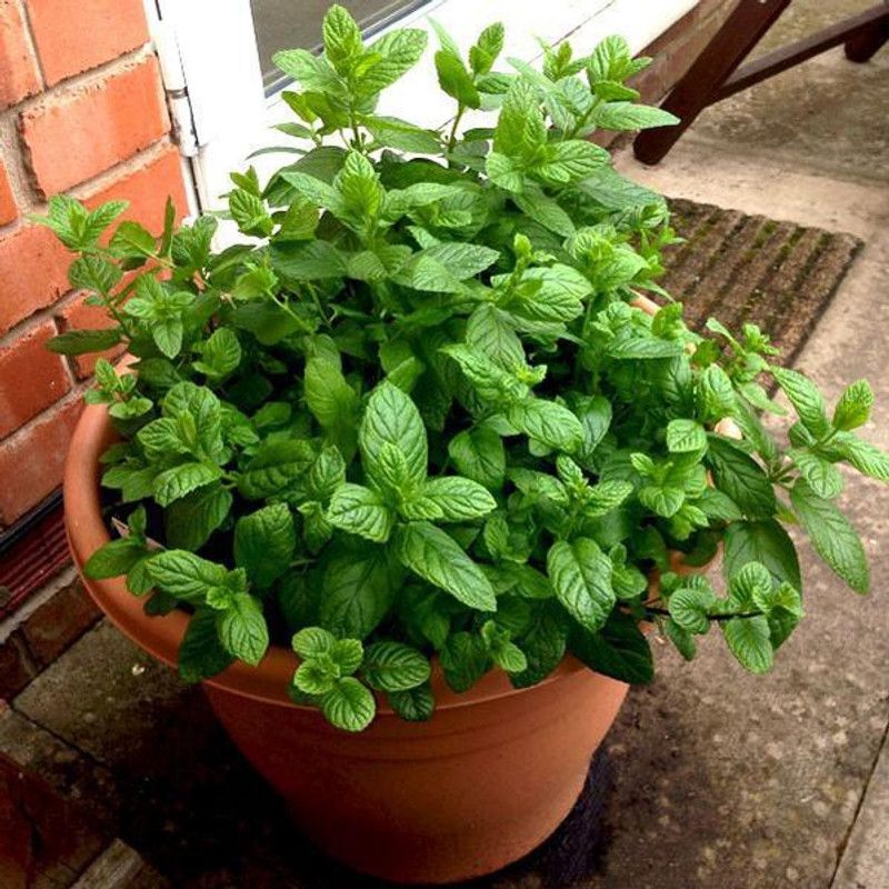 SAEEDIA Mint Plant  (Hybrid, Pack of 1)