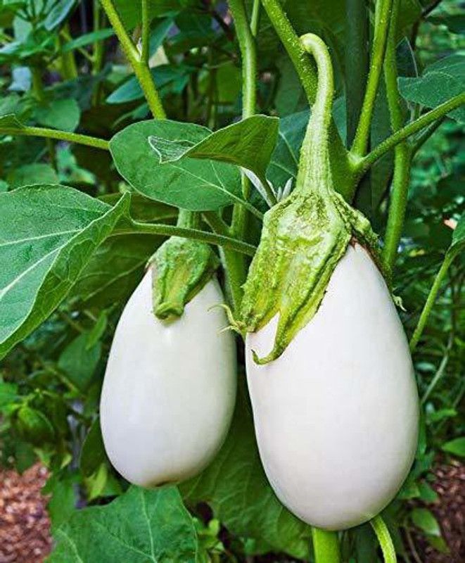 Greenly White Brinjal Seed  (30 per packet)