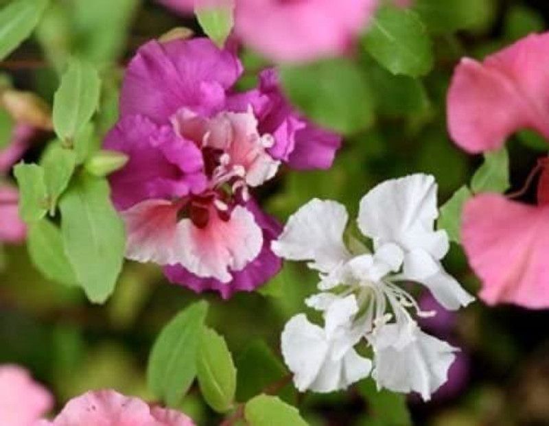 CYBEXIS Clarkia Flower Seeds Fresh Seeds Pink/Lavender/White Seed  (1 g)