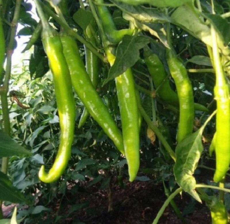 granthi Green Long Pepper Chili Seed  (2500 per packet)