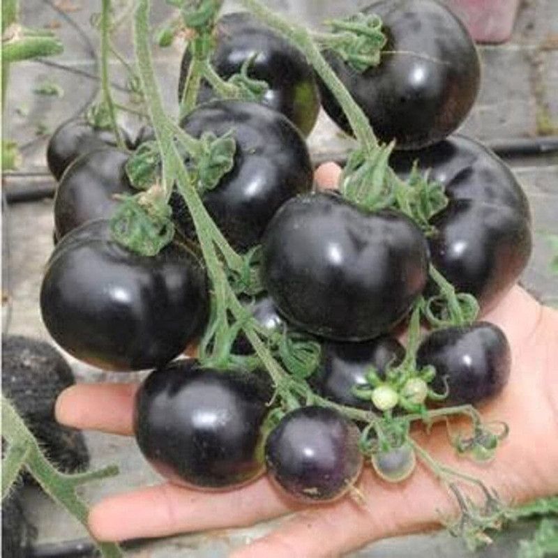 MKR Enterprises Tomato Seed  (450 per packet)