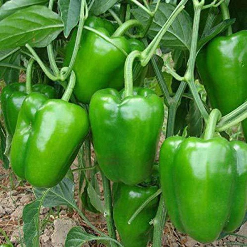 JRYU Capsicum Seed  (330 per packet)