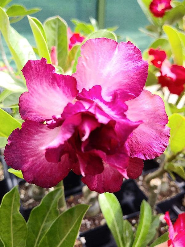 VibeX XLR-447 Mixed Color Adenium Obesum Seeds Seed  (30 per packet)