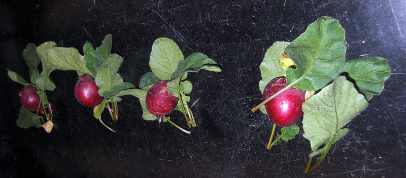 Mozette Organic red round radish Seed  (28 per packet)