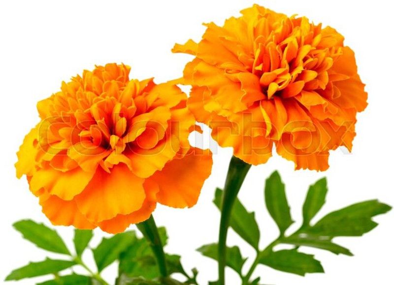 Mozette Exotic marigold orange Seed  (15 per packet)