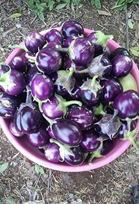 Decon Bengan Seed  (800 per packet)