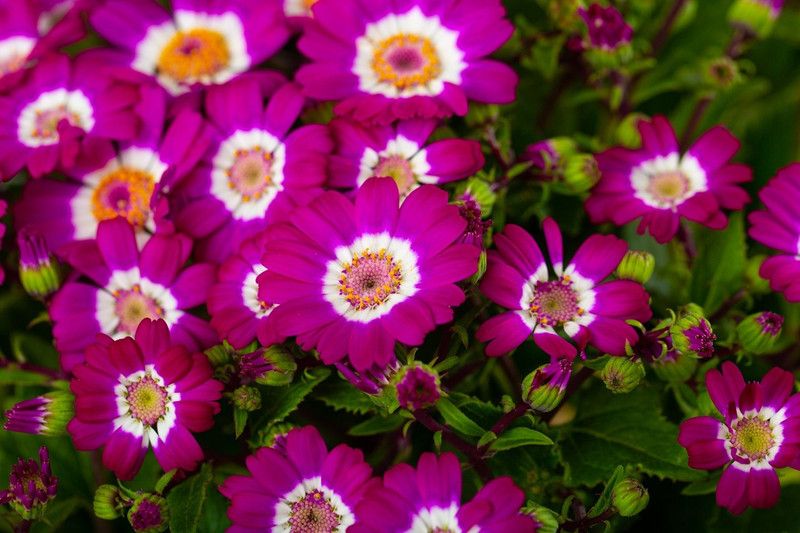 XOLDA Hybrid Cineraria Seed  (57 per packet)