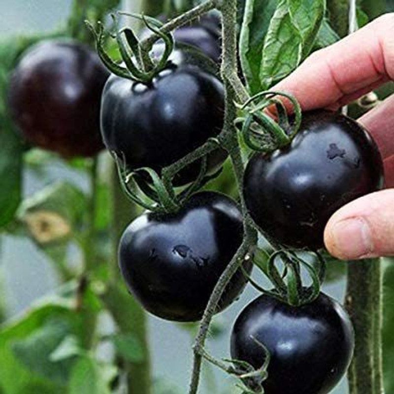 KANAYA Black Tomato Seed  (320 per packet)