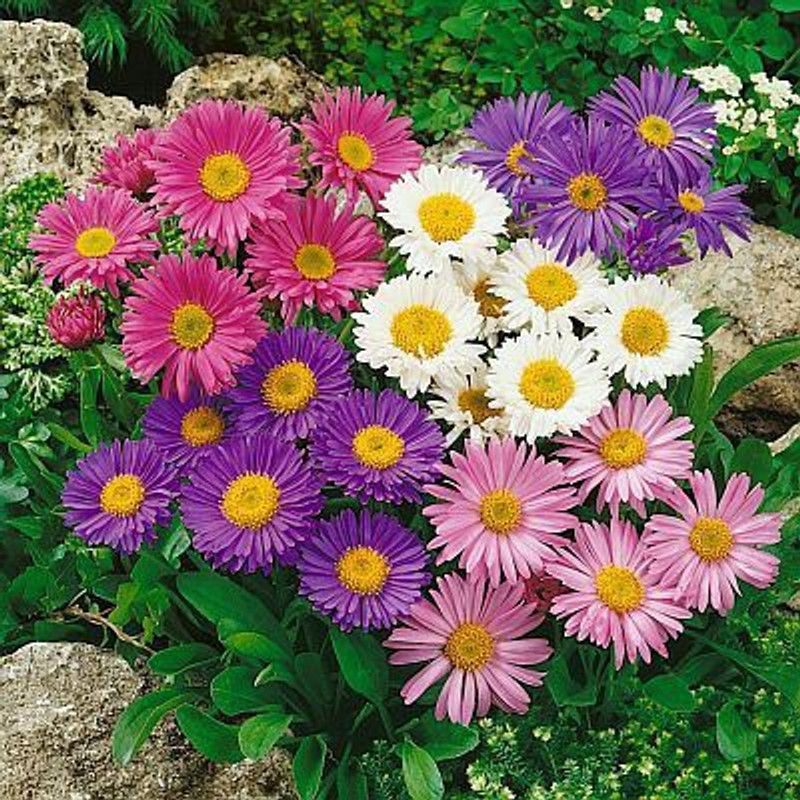 Nodoc Aster Mix Flowers Seed  (25 per packet)