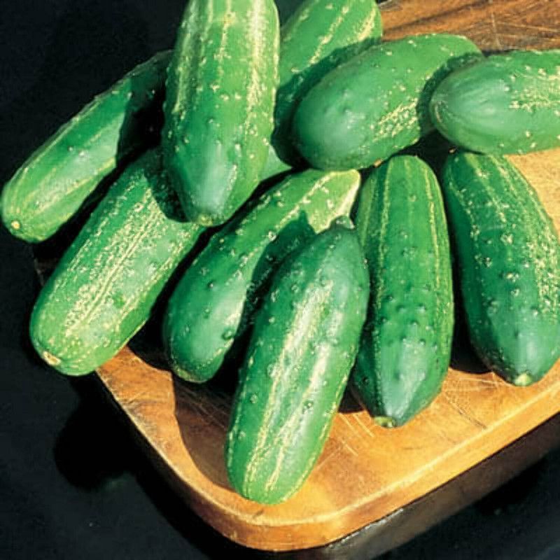 WHYGI Cucumber Sweet Success F1 Seed-CuC_1658 Seed  (500 per packet)