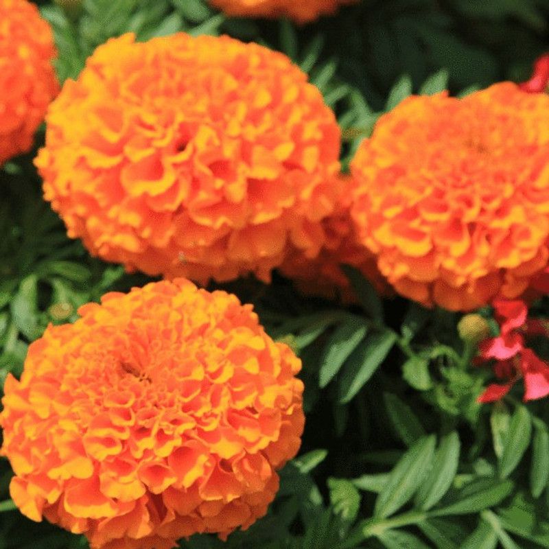 Paudha Marigold Inca Orange Seed  (13 per packet)