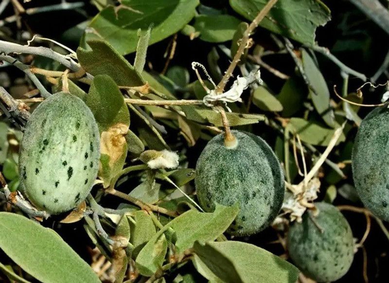 UGRA Wild Melon | Cai Gua | Kachari Seed  (200 per packet)