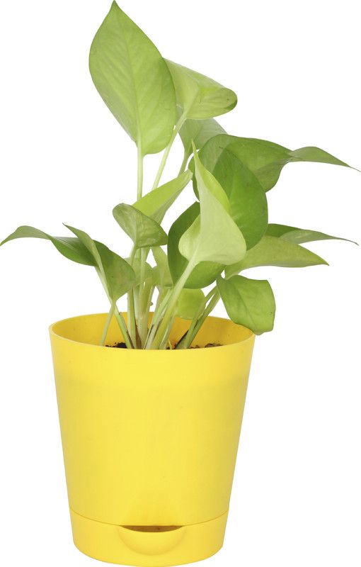 PUPSWALA Pothos Plant  (Pack of 1)