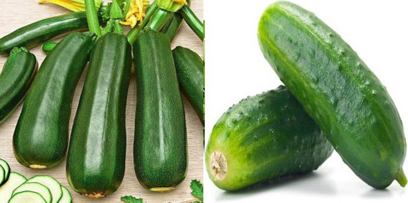 xcentax Cucumber, GREEN LONG SQUASH Seed  (20 per packet)