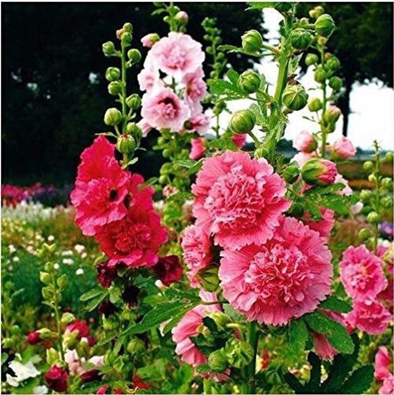 Lorvox Hollyhock Mix Flower Seed  (85 per packet)