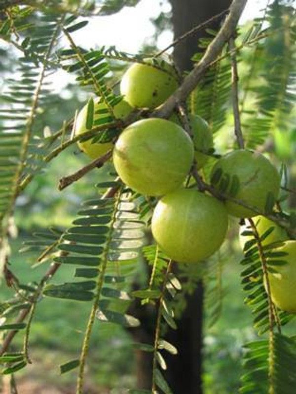 Earth Angels Amla Plant  (Hybrid, Pack of 1)